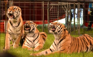 Aktionsbündnis "Tiere gehören zum Circus": Tiere im Zirkus: Aktionsbündnis wirft dem Stadtrat von Hameln oberflächliches und leichtfertiges Verhalten vor