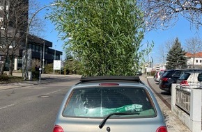 Polizeidirektion Neustadt/Weinstraße: POL-PDNW: Wuchernde Ladung - Bambustransport der ungewöhnlichen Art
