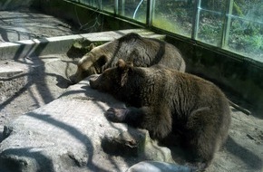 Vier Pfoten - Stiftung für Tierschutz: Neues Zuhause für die Bären aus dem Tierpark Kalletal / VIER PFOTEN überführt zwei Bären in den BÄRENWALD Müritz
