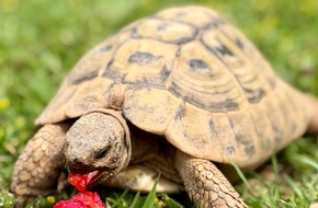 Polizeiinspektion Lebach: POL-Lebach: Griechische Landschildkr&ouml;te vermisst