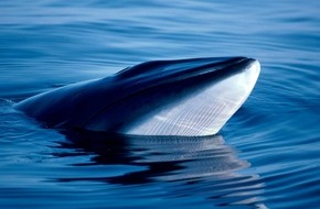 IFAW - International Fund for Animal Welfare: IWC: Japans Angriff auf Walfangmoratorium gescheitert