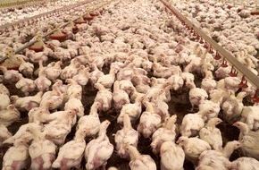 VIER PFOTEN - Stiftung für Tierschutz: Massentötungen sind bloss Symptombekämpfung
