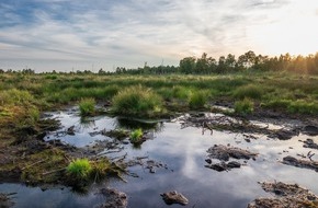 Kaufland: Unterschätzte Klimaschützer: Kaufland und Coca-Cola unterstützen Projekt zur Renaturierung von Mooren