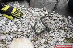 Feuerwehr Plettenberg: FW-PL: OT-Stadtmitte. Feuerwehr befreit Ringelnatter mit Nagelschere aus Teichnetz.