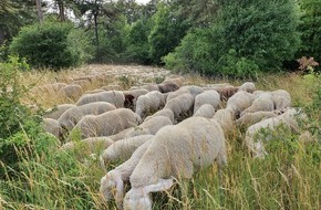 Deutsche Bundesstiftung Umwelt (DBU): Pflege für den Oschenberg: Weißdorn und Schlehe müssen weichen