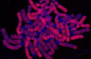 Helmholtz Munich: Cells of the Future: A Key To Reprogramming Cell Identities