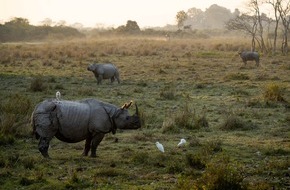 IFAW - International Fund for Animal Welfare: Indien: Erstmals seit 45 Jahren keine Nashörner gewildert