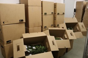 Hauptzollamt Regensburg: HZA-R: Import von 2.312 Cannabispflanzen gestoppt/ Regensburger Zoll leitet 730 Strafverfahren ein