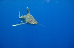 IFAW Deutschland: CITES stellt Wei&szlig;spitzen-Hochseehai unter h&ouml;chsten Schutz