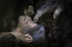 Schaffelhuber Communications: Gewinner „Africa in Focus 2022“: Berührende Aufnahme eines neugeborenen Berggorillas