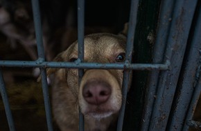 VIER PFOTEN - Stiftung für Tierschutz: VIER PFOTEN verteilt über 60'000 Mahlzeiten für hungrige Hunde und rettet fünf Welpen