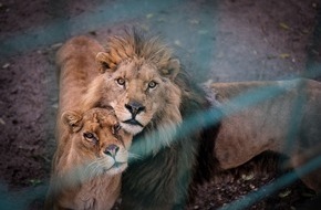 Vier Pfoten - Stiftung für Tierschutz: Fünf Löwen entkommen illegalem Inzucht-Zoo in Bulgarien