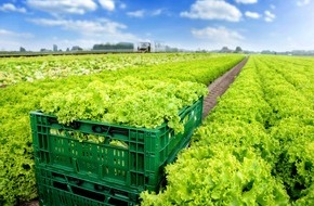 Kaufland: Mehr Effizienz und Nachhaltigkeit: Kaufland setzt europaweit 
auf Mehrwegsteigen bei Obst und Gemüse