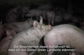 Neues Video zeigt erschütternde Zustände in Schweinebetrieben von CDU-Bundestagsabgeordneten - PETA erstattet Strafanzeige