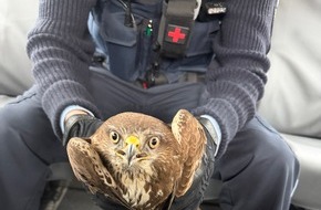 Polizeipr&auml;sidium Offenburg: POL-OG: Rastatt - Bussard gerettet - Mit guten Nachrichten ins Wochenende