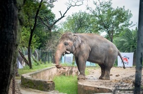 VIER PFOTEN - Stiftung für Tierschutz: Grünes Licht für die Rettung des einsamsten Elefanten der Welt