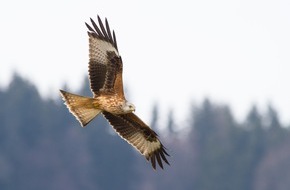 Schweizerischer Nationalfonds / Fonds national suisse: How often red kites actually collide with wind turbines
