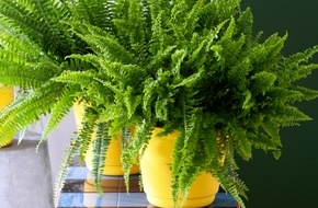 Blumenbüro: Erfrischende Zimmerpflanzen sind Zimmerpflanzen des Monats Oktober / Dynamische Indoor-Begrünung für frische Luft im Büro