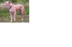 Polizeipräsidium Freiburg: POL-FR: Teningen: Durch Handy abgelenkt und Unfall verursacht / Emmendingen: Hundehalter gesucht