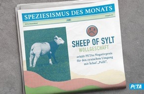 PETA Deutschland e.V.: Leid im Schafspelz: "Sheep of Sylt" wirbt mit Lamm namens "Pulli"- und erhält dafür PETAs Negativpreis "Speziesismus des Monats"