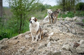 VIER PFOTEN - Stiftung für Tierschutz: Animaux errants en Turquie: une déclaration de la Fondation pour l’animal en droit (TIR) et de QUATRE PATTES