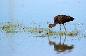 3sat: "Wetlands, die Erbschaft von Luc Hoffmann": 3sat stellt Werk des Unternehmers und Ornithologen vor