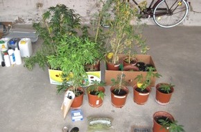 Polizeiinspektion Hildesheim: POL-HI: Gemeinsame Pressemitteilung der Staatsanwaltschaft Hildesheim und des Polizeikommissariates Alfeld.  Kleine Indoorplantage in Alfeld ausgehoben