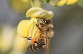 Deutscher Berufs- und Erwerbsimkerbund e.V.: Weltbienentag 2025: Bienen und Imkerei schützen, heißt Zukunft sichern!