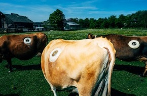 Universität Hohenheim: KORREKTUR: Bilder zu "Milchkühe: irritierende Fotos & kritsche Diskussion"