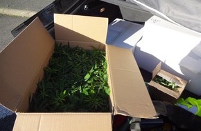 Kreispolizeibehörde Kleve: POL-KLE: Goch - BtM-Fund / 370 Cannabispflanzen-Setzlinge in Kofferraum entdeckt