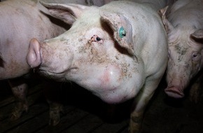 ANINOVA: Nach Aufdeckung von Tierquälerei bei Tönnies Zulieferer: Verantwortliche der größten Schweinemast Niedersachsens stehen vor Gericht - Demo am 31.01.23 vor dem Amtsgericht in Papenburg (Niedersachsen)