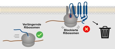 Universit&auml;t zu K&ouml;ln: Die Qualit&auml;tskontrolle von Transmembranproteinen beginnt am Ribosom