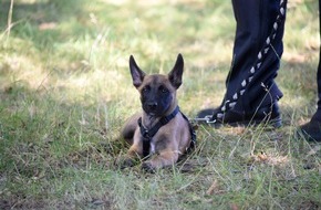 Polizei Essen: POL-E: Essen/Mülheim a.d. Ruhr: Die Polizei Essen und Mülheim a.d. Ruhr bekommt tierische Unterstützung - acht Wochen alter Welpe wird zum Polizeihund ausgebildet