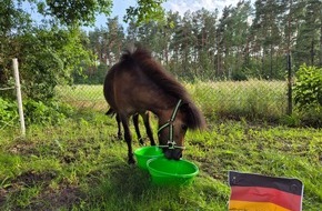 dlv Deutscher Landwirtschaftsverlag GmbH: Europameisterschaft 2024: Mini-Shetty-Pony Alma sagt den Sieg voraus