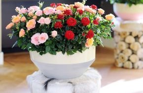 Blumenbüro: Zimmerrose ist Zimmerpflanze des Monats Mai / Sommer-Trend 2012: Wohnen mit der schönen Zimmerrose (BILD)