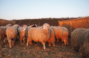 VIER PFOTEN - Stiftung für Tierschutz: Nach Schiffsunglück mit 14'000 toten Schafen: Neuer Bericht deckt schwere Mängel bei Lebendtiertransporten in Rumänien auf