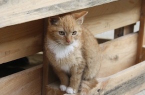 TASSO e.V.: Pressemitteilung: Das Bündnis "Pro Katze" schreibt Förderpreis für innovative Katzenschutzprojekte aus
