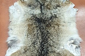 Hauptzollamt Itzehoe: HZA-IZ: 22. Mai 2021- Internationaler Tag der biologischen Vielfalt / Zoll leistet wichtigen Beitrag zum Schutz bedrohter Tiere und Pflanzen / Zoll am Flughafen Hamburg beschlagnahmt Wolfsfell