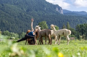 Tegernseer Tal Tourismus GmbH: Alpaka-Yoga und Kuhltour