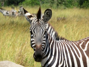 Richtig wild: Auf Safari in den Nationalparks in Uganda