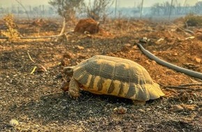 IFAW - International Fund for Animal Welfare: Brände in Griechenland: Ökologische Katastrophe bedroht Schildkröten