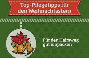 Stars for Europe GbR: "Mein guter Stern": Infografik zur perfekten Weihnachtsstern-Pflege