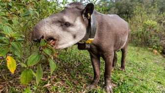 Regenwald in Brasilien nachhaltig wiederherstellen