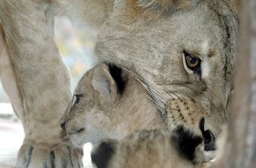 Verband der Zoologischen Gärten (VdZ): Raubtiere leben länger / Neue Studie weist verbesserte Haltung in Zoos weltweit nach