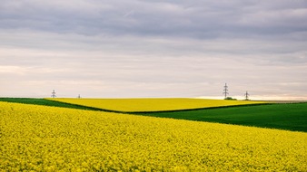 UFOP e.V.: Rapsblüte 2024 / Schlüsselkultur der deutschen Landwirtschaft