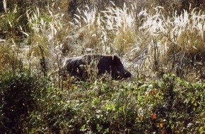 Deutscher Jagdverband e.V. (DJV): Rekord in NRW - Jäger erlegen mehr Wildschweine als je zuvor