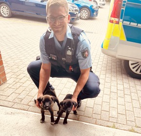 POL-MS: Polizei befreit Hundewelpen von mutmaßlich illegalen Tierhändlern
