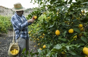 Lemon from Spain: Citrus season begins in the northern hemisphere: the “King of Lemons” returns to the markets