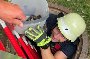 Feuerwehr München: FW-M: Entenküken in Schacht eingesperrt (Milbertshofen)