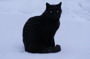 VIER PFOTEN - Stiftung für Tierschutz: Comment préparer les animaux de compagnie à affronter l'hiver